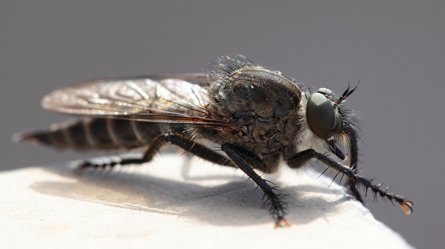 Asilidae:  Philonicus albiceps f. e gruppo Machimus/Tolmerus